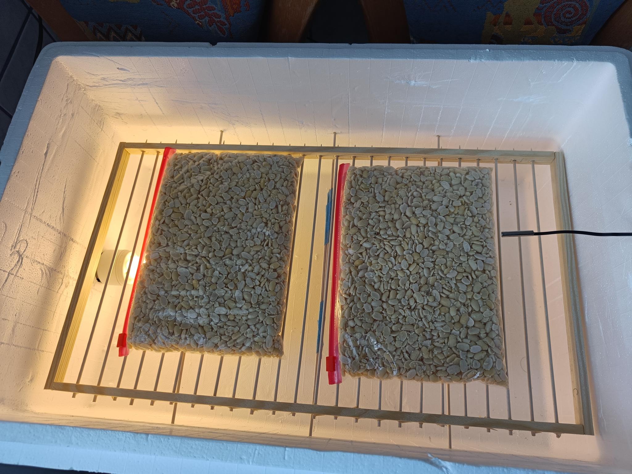 same incubator box with beans on shelf and light on